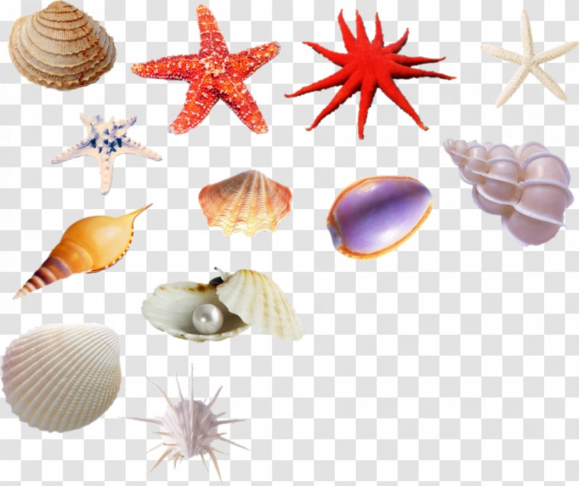 Seashell Sea Snail Euclidean Vector Shellfish - Conchology - Shell Transparent PNG