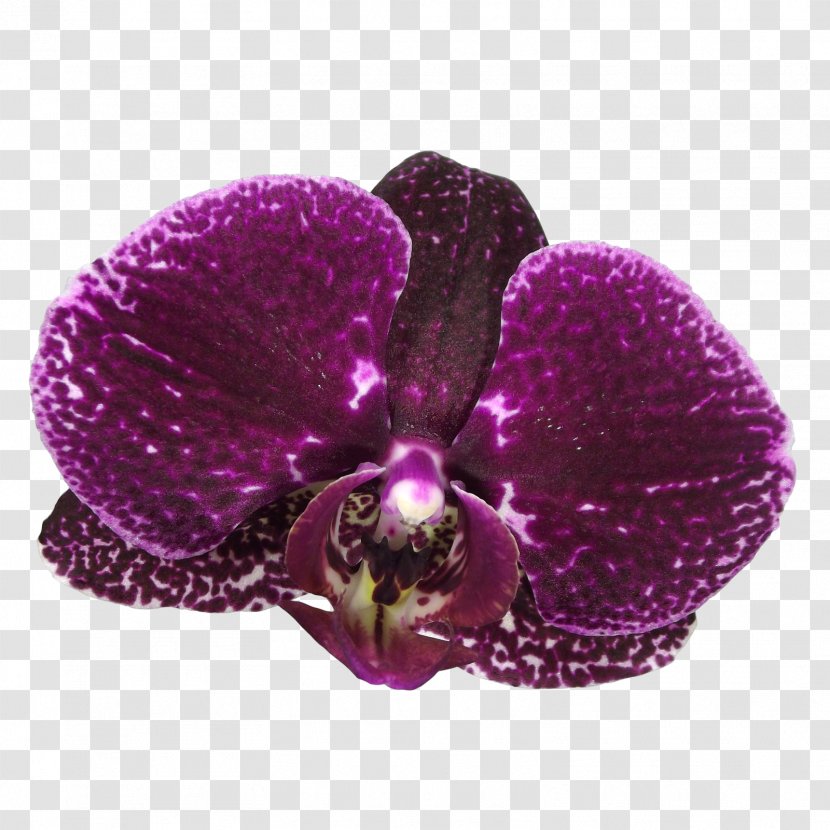 Violet Lilac DeviantArt Magenta Purple - CARNATION Transparent PNG