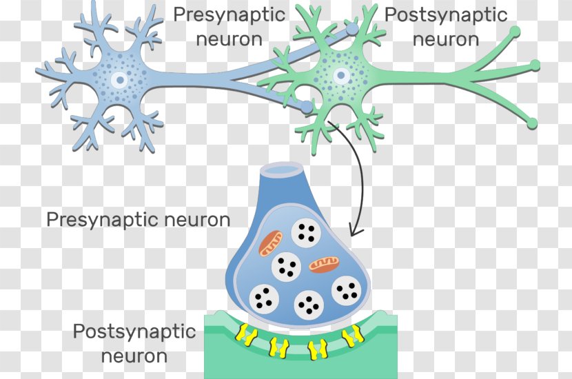 Electrical Synapse Neuron Chemical Gap Junction - Dendrite Transparent PNG