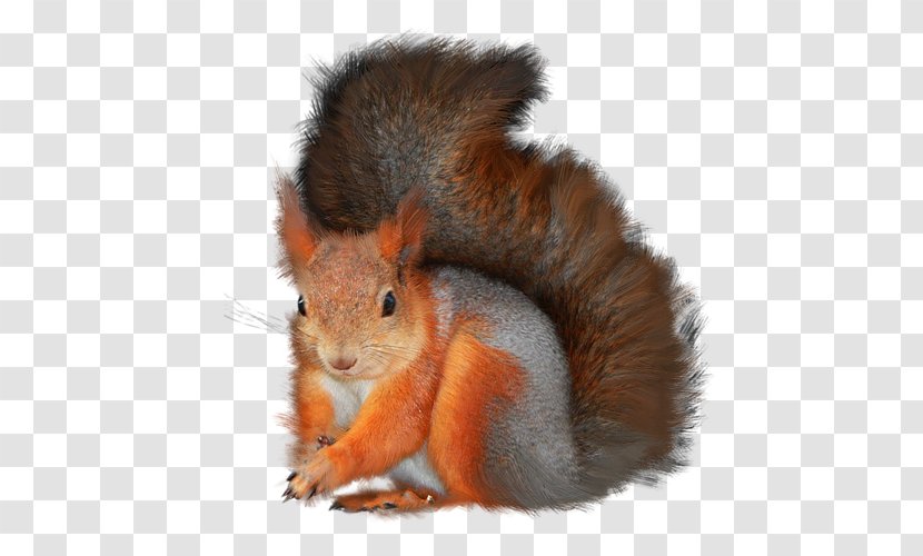 Tree Squirrels Clip Art - Rodent - Whiskers Transparent PNG