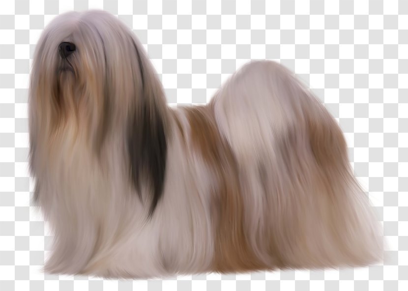 Lhasa Apso Tibetan Terrier Shih Tzu Little Lion Dog Havanese - Race Transparent PNG