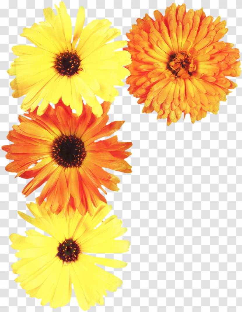 Floral Flower Background - English Marigold - Annual Plant Artificial Transparent PNG