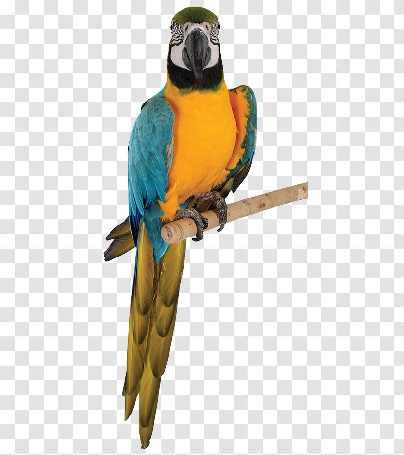 Budgerigar Blue-and-yellow Macaw Parrot Bird Transparent PNG