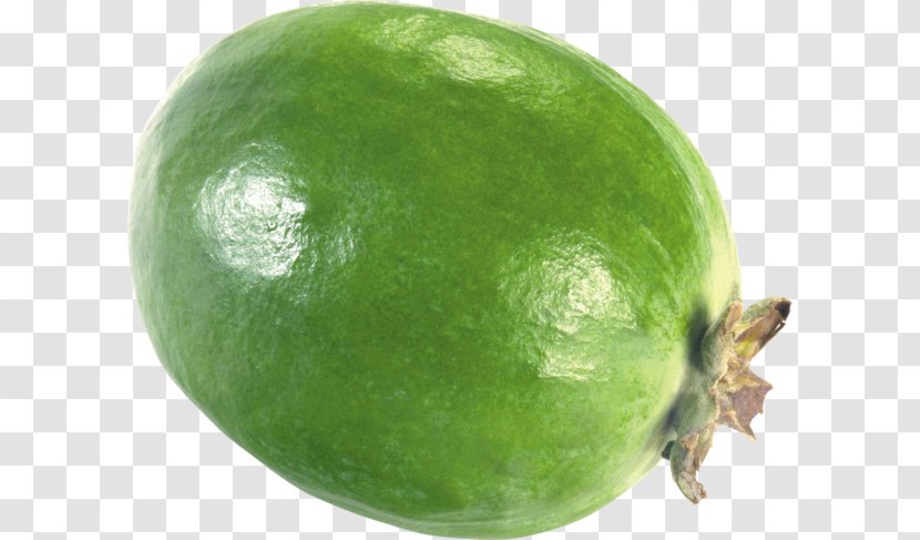 Feijoa Berry - Internet Transparent PNG