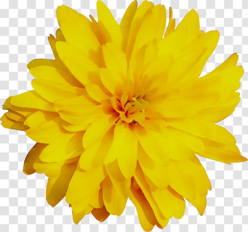 Yellow Chrysanthemum English Marigold - Flowering Plant Transparent PNG