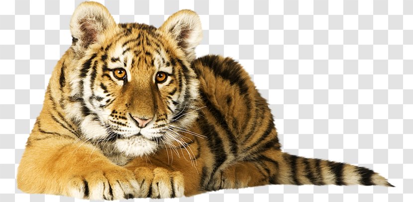 Cat Bird Siberian Tiger Lion Bengal - Big Cats Transparent PNG