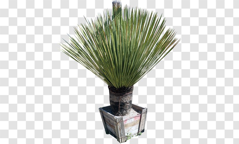 Sotol Dasylirion Wheeleri Longissimum Acrotrichum Furcraea - Plant Transparent PNG