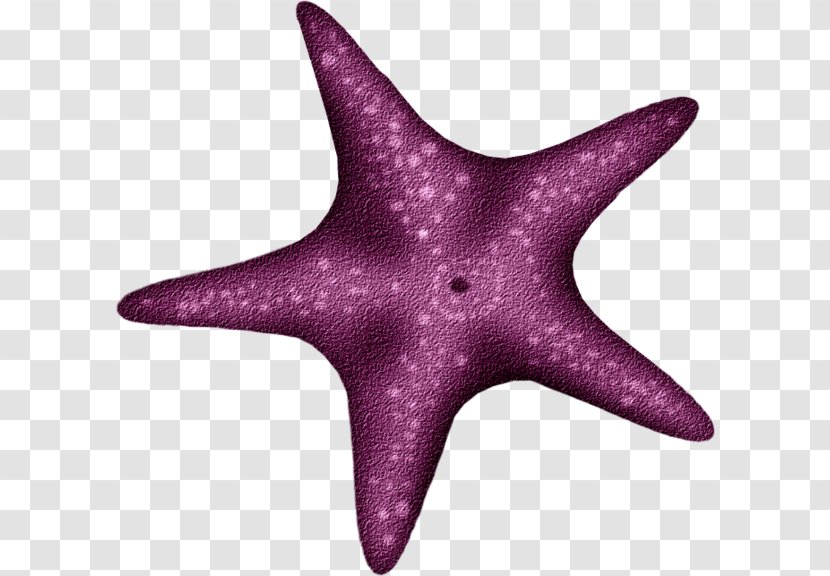 Starfish Echinoderm - Marine Mammal Transparent PNG
