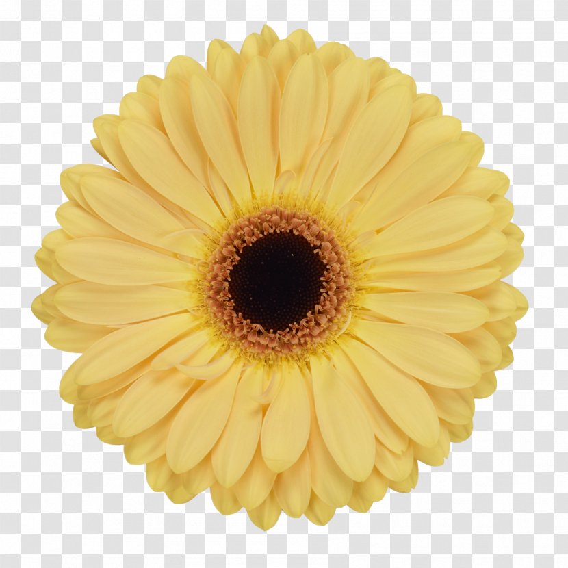 Transvaal Daisy Common Sunflower Glass Yellow Cream - Gerbera - Homemade Transparent PNG