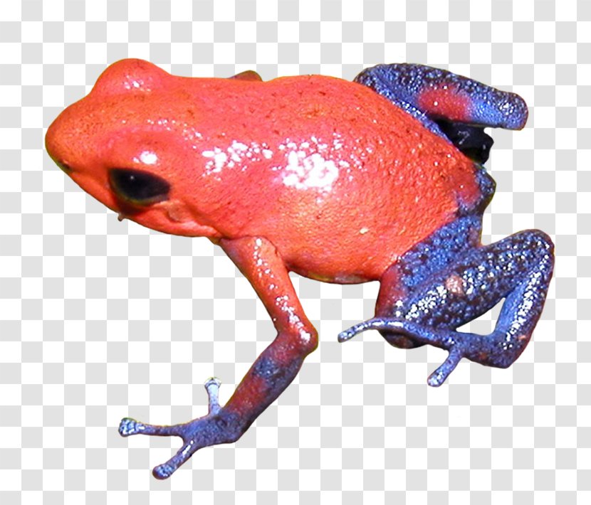 True Frog Poison Dart Toad Tree - Strawberry Poisondart Transparent PNG