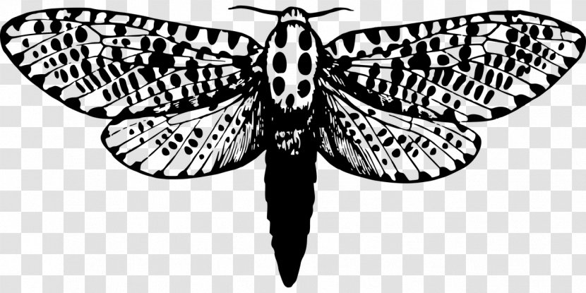 Giant Leopard Moth Butterfly Insect Clip Art - Monochrome Photography Transparent PNG