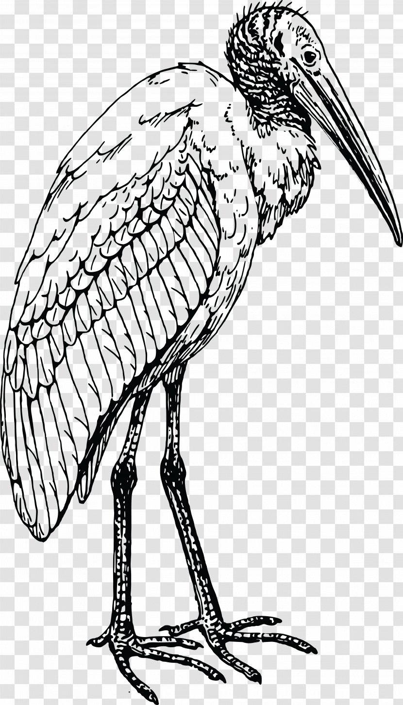 Glossy Ibis Bird Drawing - Coloring Book Transparent PNG