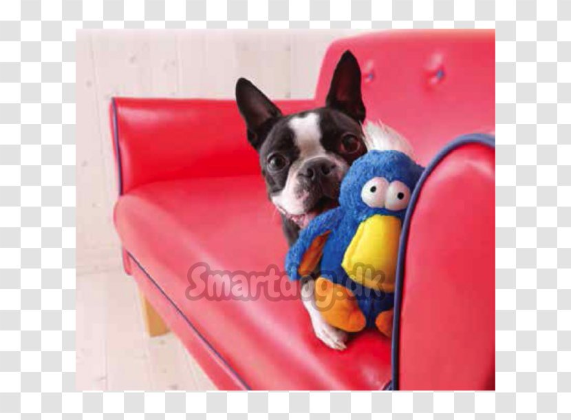 Boston Terrier French Bulldog Bird Puppy Dog Toys Transparent PNG