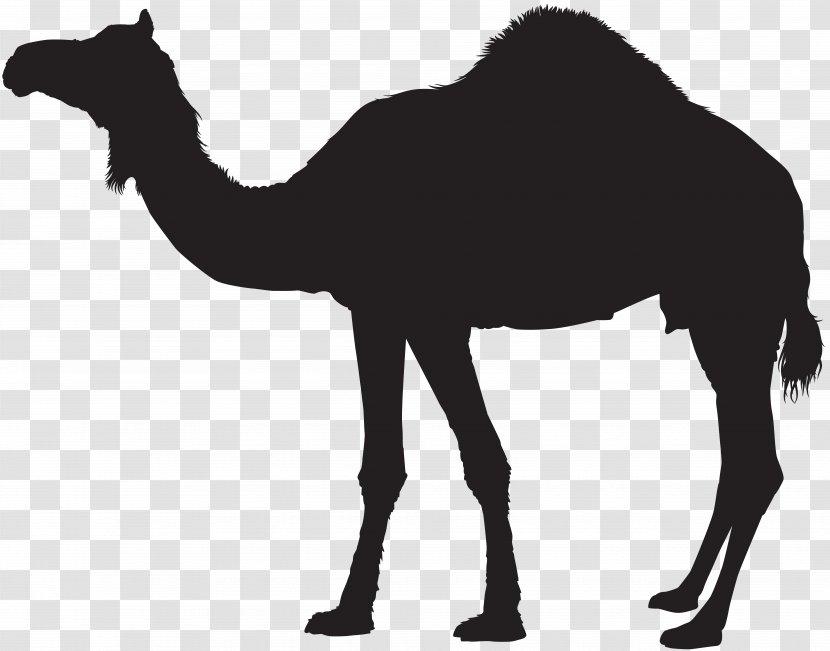 Dromedary Bactrian Camel Silhouette Clip Art - Terrestrial Animal Transparent PNG