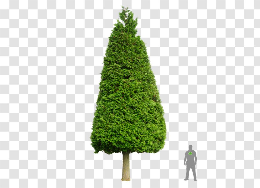 Spruce Pine Fir Western Redcedar Cupressus - Tree Transparent PNG