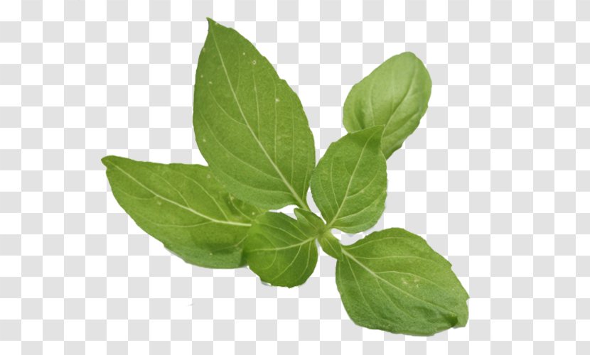 Holy Basil Herb Extract Flavor - Food - Green Mint Transparent PNG