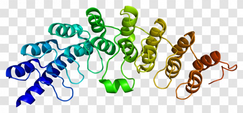 Ribonuclease L Enzyme 2'-5'-oligoadenylate Synthase Interferon - Text - Cleaves Transparent PNG