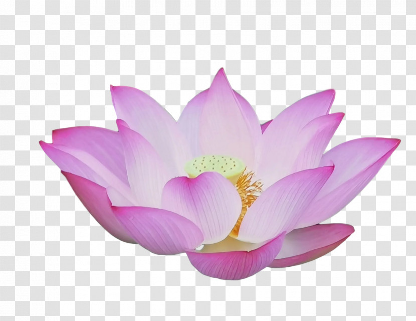 Lotus Flower Summer Flower Transparent PNG