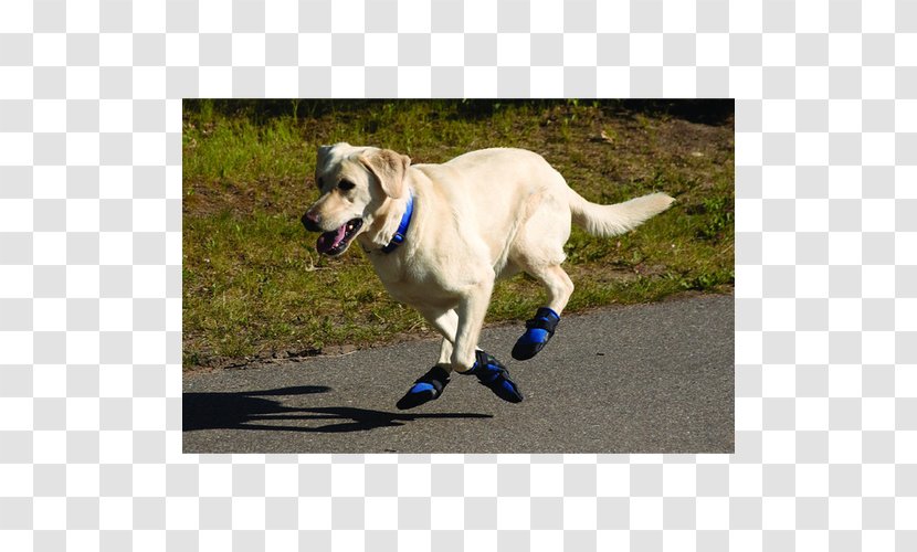 Labrador Husky Dog Booties Paw Pet - Boot Transparent PNG