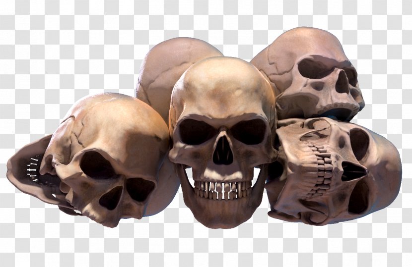 Skull - Jaw Transparent PNG