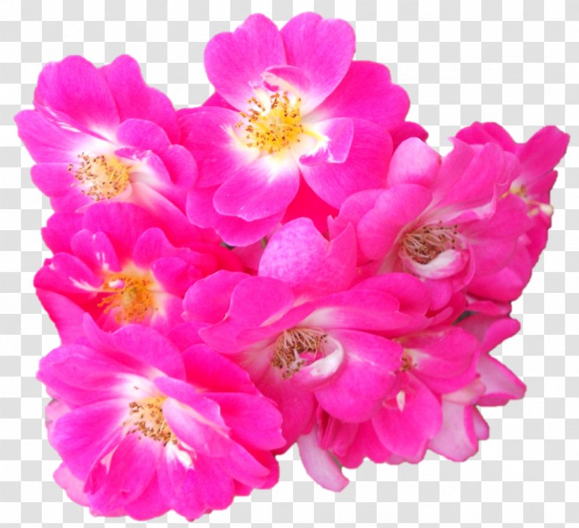 Floribunda Garden Roses Pink M Cut Flowers Petal - Rose Transparent PNG