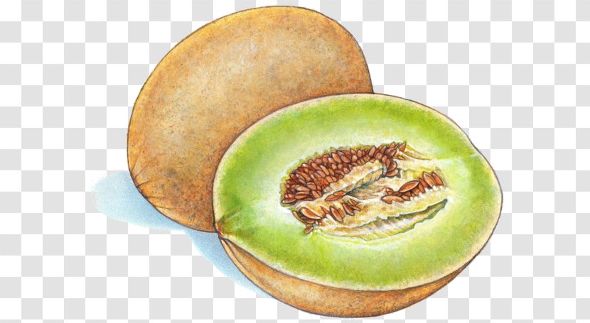 Honeydew Canary Melon Cantaloupe Illustration - Cucumber Gourd And Family - Hand Painted Peaches Transparent PNG