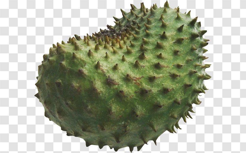 Durian Soursop Annona Cancer Cure - Passive Smoking - Health Transparent PNG