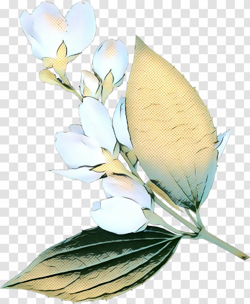 Flowers Background - Leaf - Iris Magnolia Family Transparent PNG
