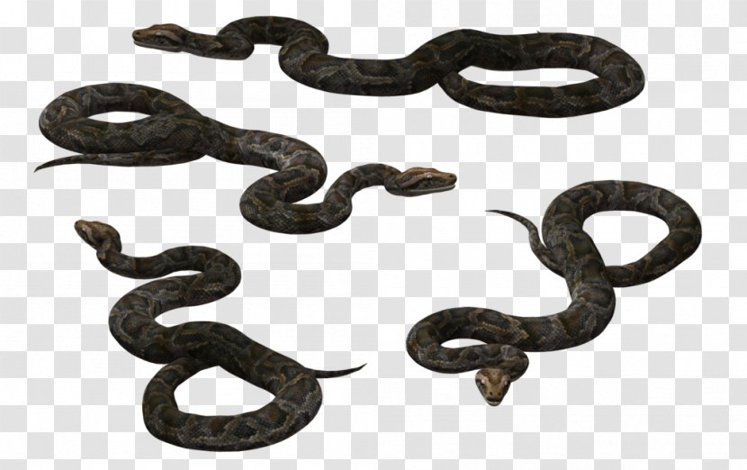 Black Rat Snake Vipers Reptile - Scaled - Anaconda Transparent PNG