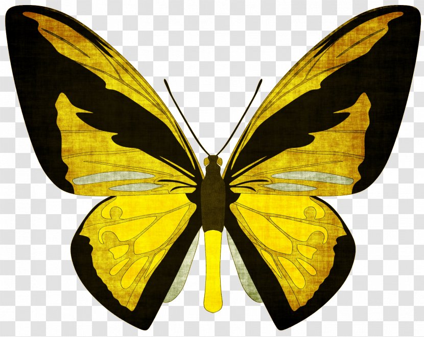 Swallowtail Butterfly Birdwing Ornithoptera Priamus Transparent PNG
