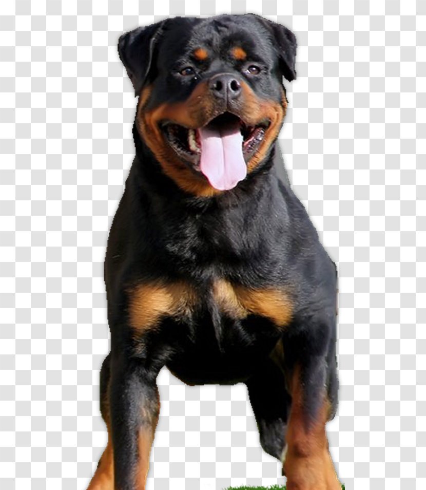 Rottweiler Dog Breed Puppy Beauceron Companion - Breeding Transparent PNG