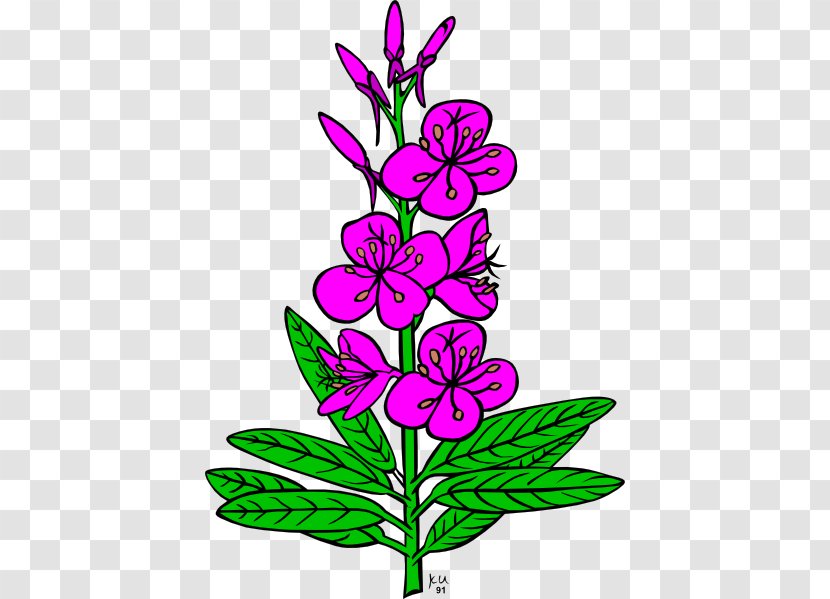 Drawing Fireweed Clip Art - Floristry Transparent PNG