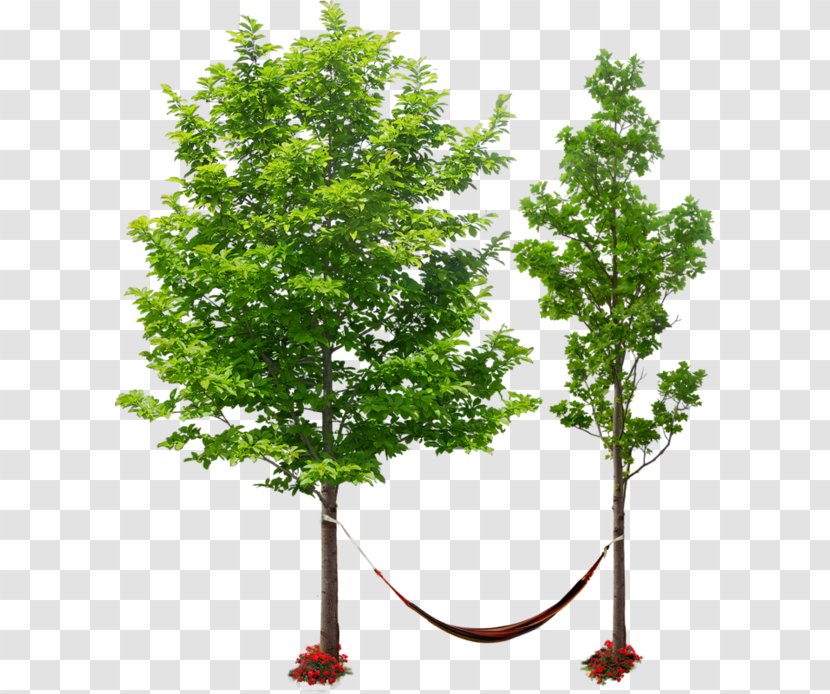 Drawing Trees Populus Nigra Texture Plant - Deciduous - Tree Transparent PNG