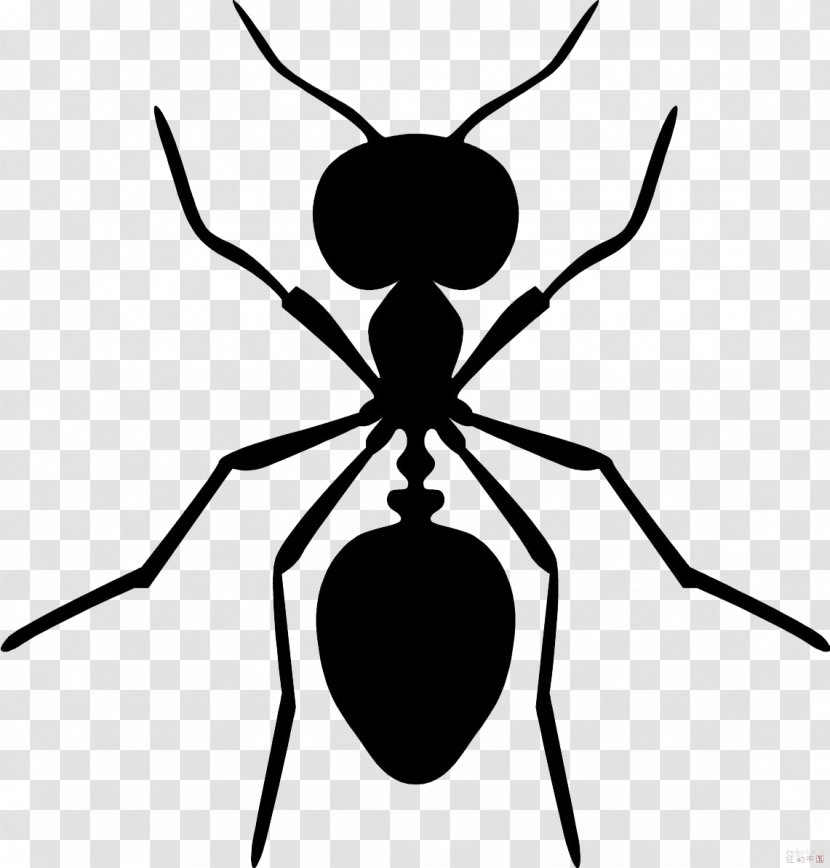 Everybody Sees The Ants Black Carpenter Ant Garden Pest Control - Noisey Transparent PNG