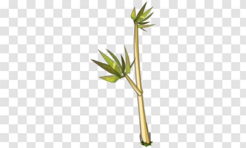 Lucky Bamboo Bambu Runcing - Plant - Photo Transparent PNG