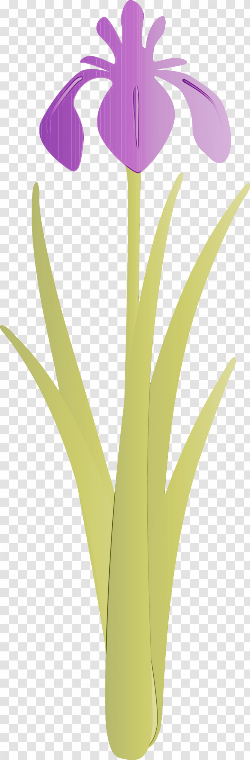 Yellow Leaf Plant Grass Family Flower Transparent PNG