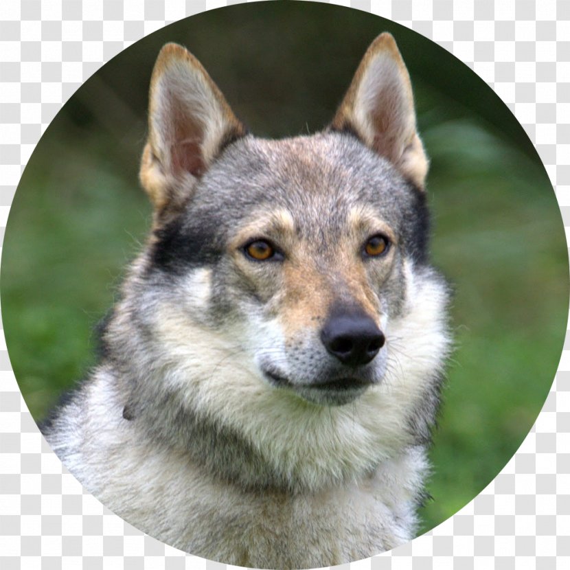 Czechoslovakian Wolfdog Tamaskan Dog Saarloos East Siberian Laika Northern Inuit - Alaskan Klee Kai Transparent PNG