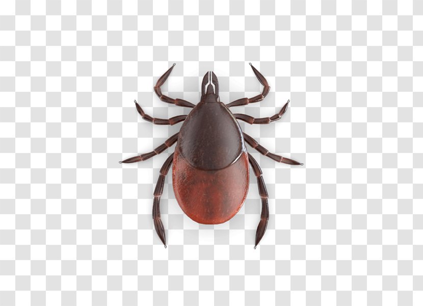 Bed Bug Bite Tick Vector - Control Techniques - BlaCk Transparent PNG