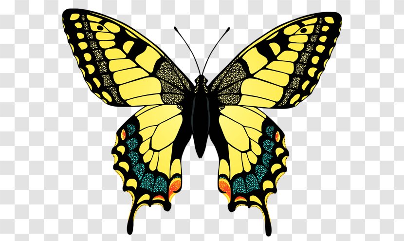 Swallowtail Butterfly Eastern Tiger Insect Yellow - Moth Transparent PNG