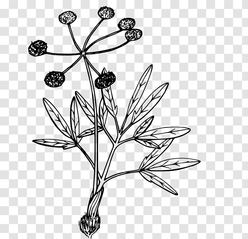Plant Drawing Lomatium Cous Coloring Book - Flower - Nature Transparent PNG
