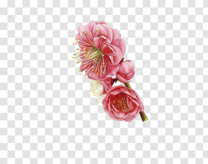 Flower - Petal - Plum Transparent PNG