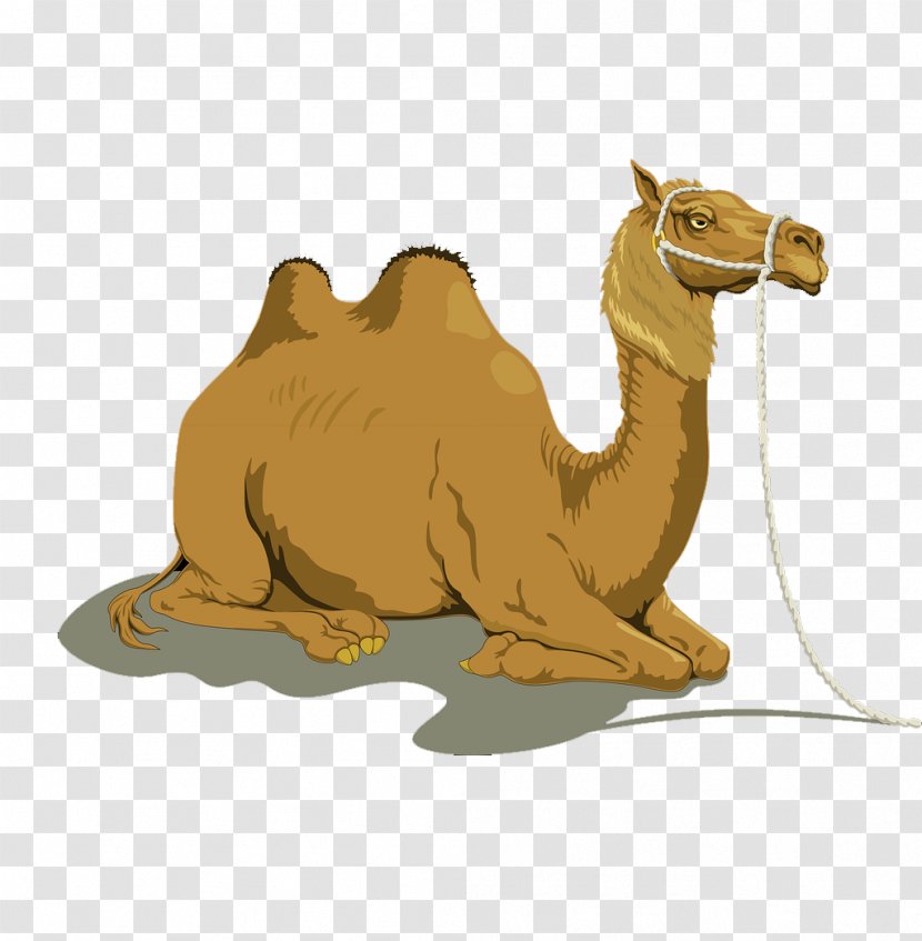 Bactrian Camel Dromedary Free Content Clip Art - Desert Animal Transparent PNG