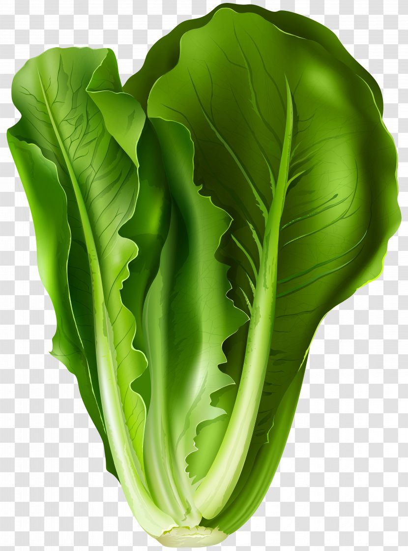 Romaine Lettuce Sandwich Vegetable Clip Art - Image Transparent PNG