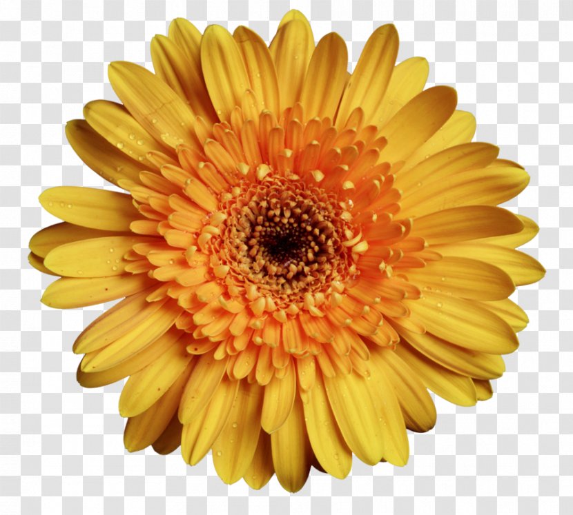 Transvaal Daisy Yellow Flower - Art - Gerbera Transparent PNG