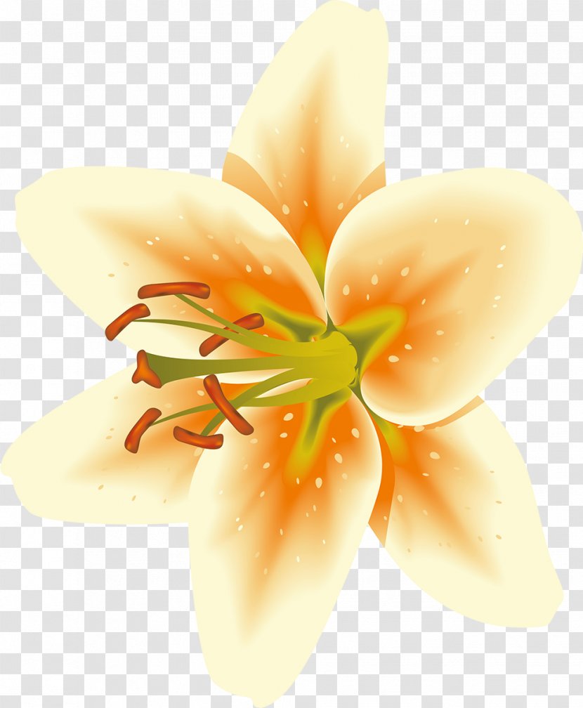 Flowering Plant Petal Pedagogy - Peach - Lilly Transparent PNG