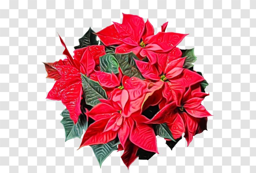 Christmas Poinsettia - Wreath - Perennial Plant Petal Transparent PNG