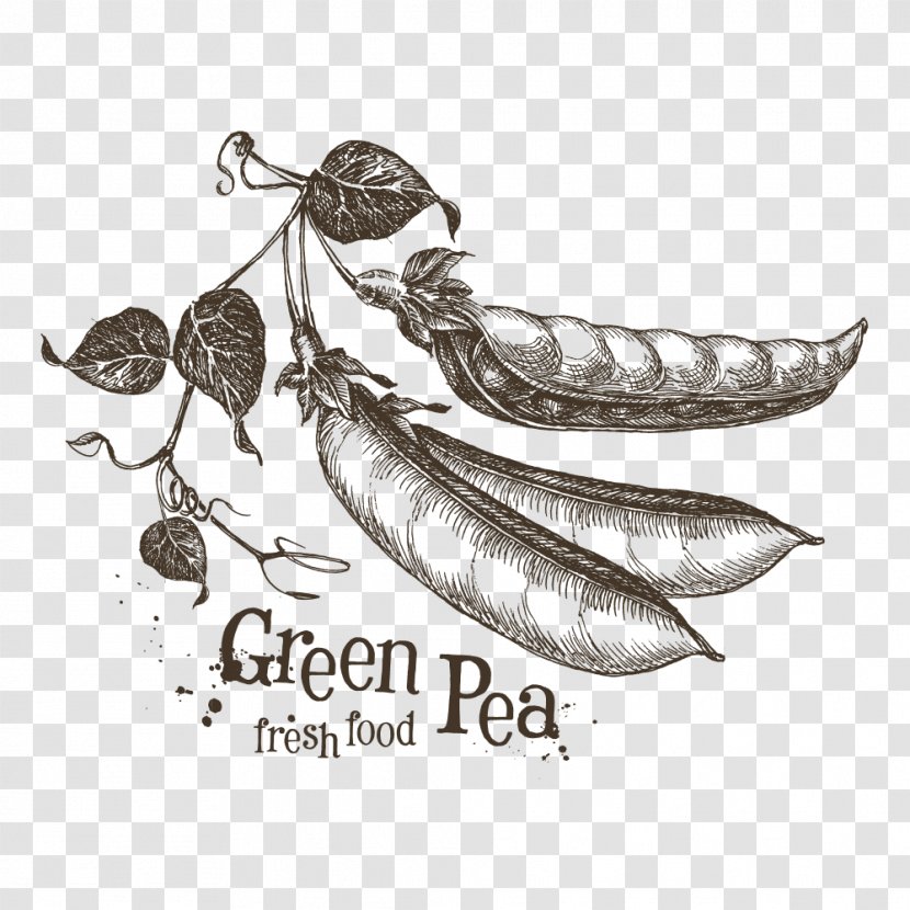 Pea Drawing Sketch - Hand-painted Vector Peas Transparent PNG