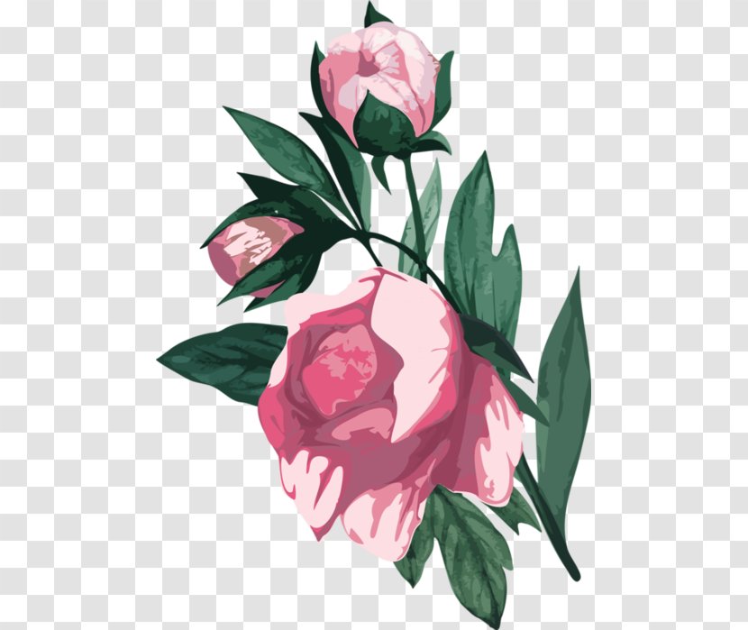 Garden Roses Clip Art Flower - Camellia - Beauty Clipart Transparent PNG