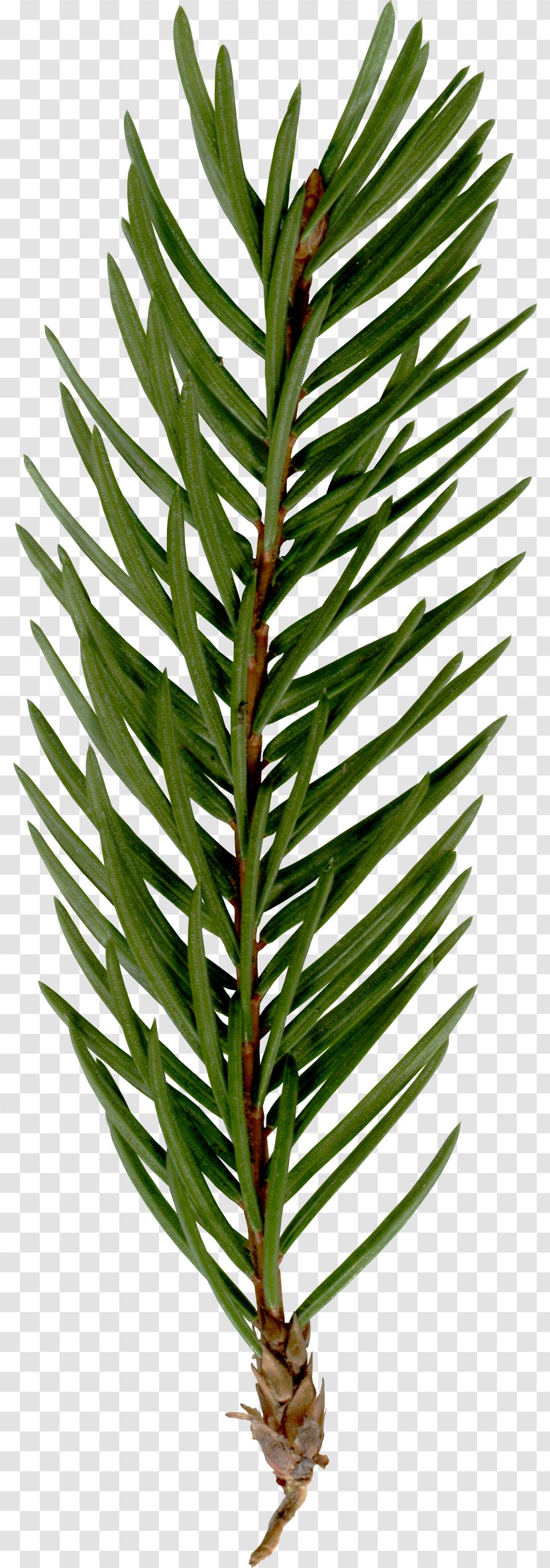 Fir Spruce Twig Plant Stem Terrestrial - Flowers,decoration,Green Leaves Transparent PNG