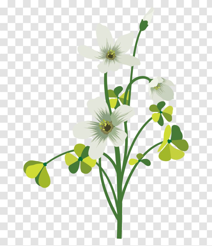 Flower Drawing Four-leaf Clover - Cut Flowers - Vector Green Petal White Decoration Transparent PNG